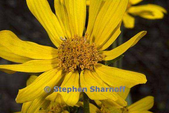 helianthella californica var nevadensis 7 graphic